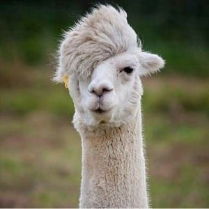 Meet your Posher, Janina